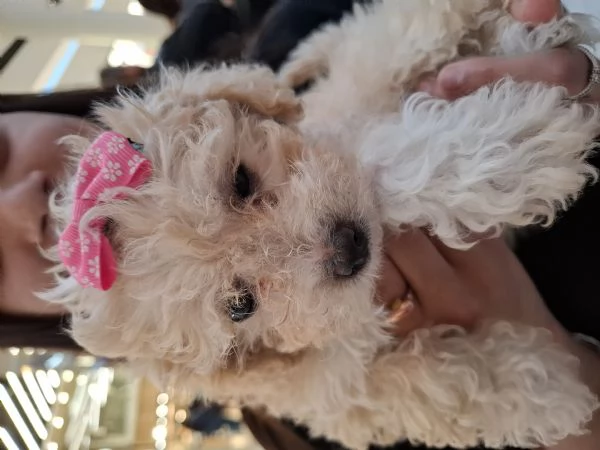 Cucciolata di Maltipoo  | Foto 3