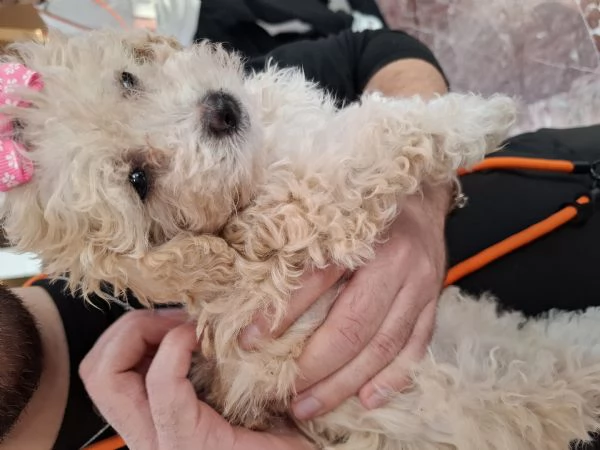 Cucciolata di Maltipoo  | Foto 1