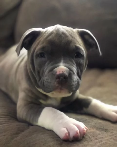Pitbull  | Foto 0