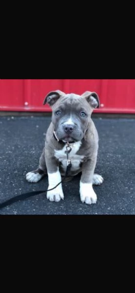Pitbull 