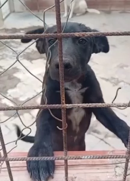 Chicco un cucciolo in canile