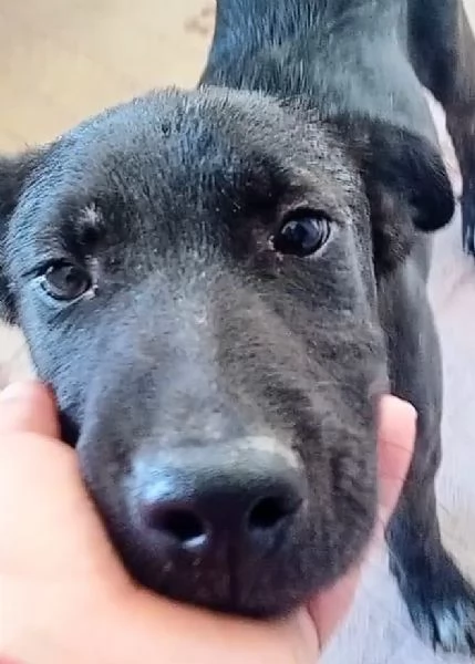 Chicco un cucciolo in canile | Foto 0