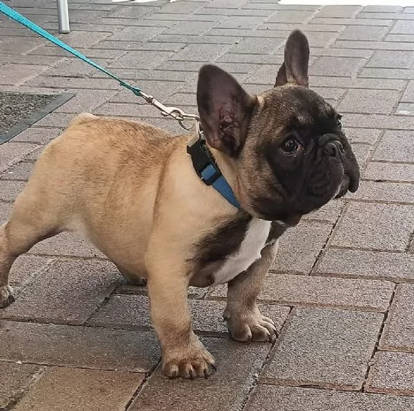 Allevamento ha disponibili cuccioli bulldog francese pedigree ENCI  | Foto 3
