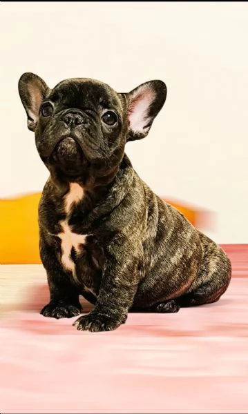 Allevamento ha disponibili cuccioli bulldog francese pedigree ENCI  | Foto 2