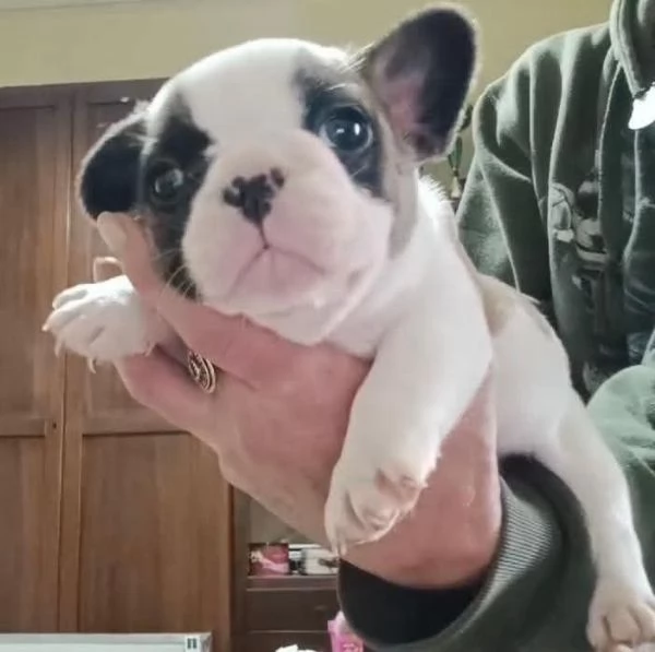 Allevamento ha disponibili cuccioli bulldog francese pedigree ENCI  | Foto 1