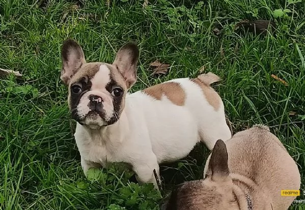 Allevamento ha disponibili cuccioli bulldog francese pedigree ENCI  | Foto 0