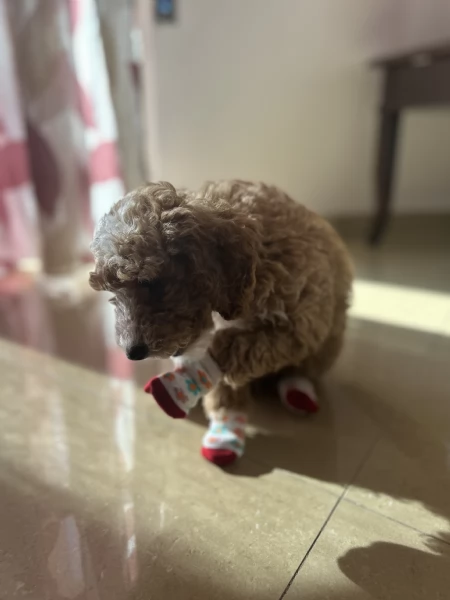 Macchia cerca casa