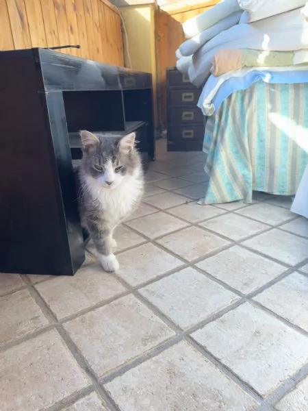Baku  Micio di 10 mesi vivace e affettuoso con un elegante manto grigio e bianco NON STERILIZZATO | Foto 2