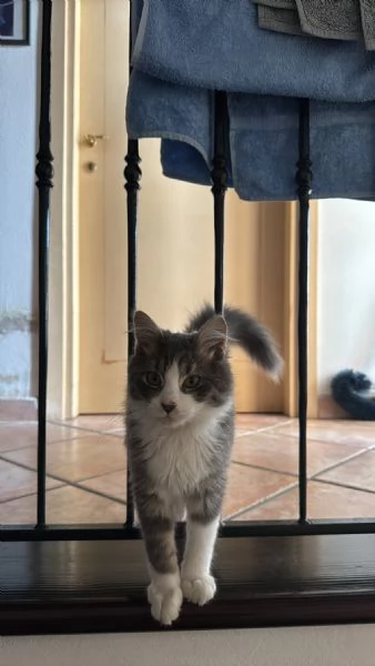 Baku  Micio di 10 mesi vivace e affettuoso con un elegante manto grigio e bianco NON STERILIZZATO