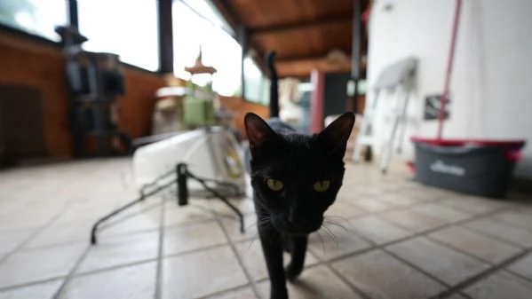 CERCO CASA PER BIAGIO  GATTINO DOLCE E INDIPENDENTE 