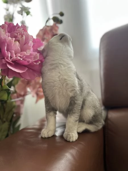 Scottish fold  straight | Foto 4