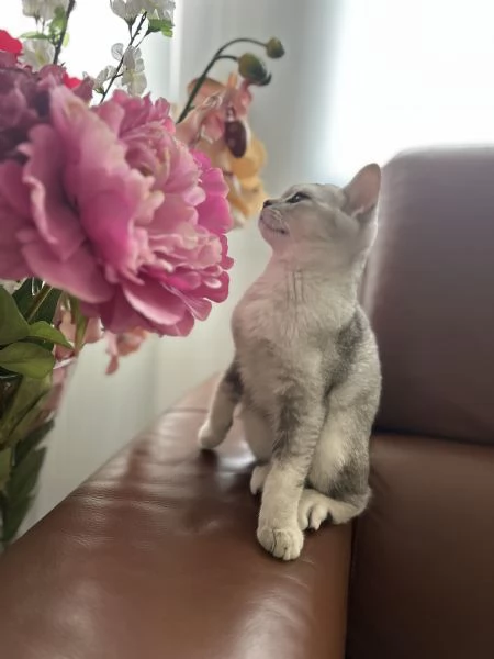 Scottish fold  straight