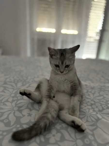 Scottish fold  straight | Foto 3