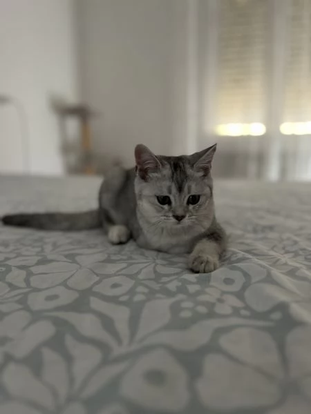 Scottish fold  straight | Foto 2