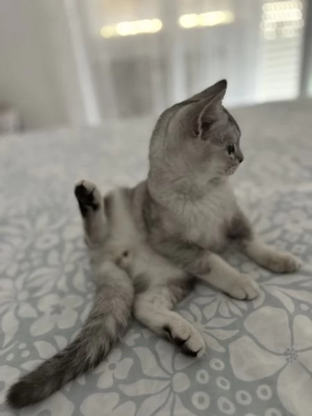 Scottish fold  straight | Foto 1