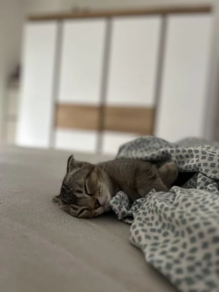 Scottish fold  | Foto 3