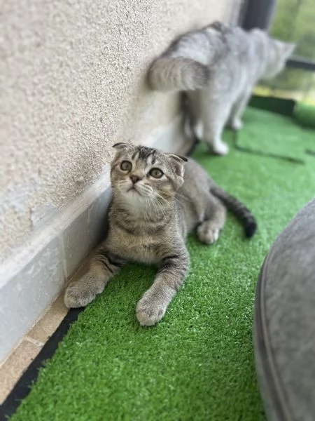 Scottish fold 