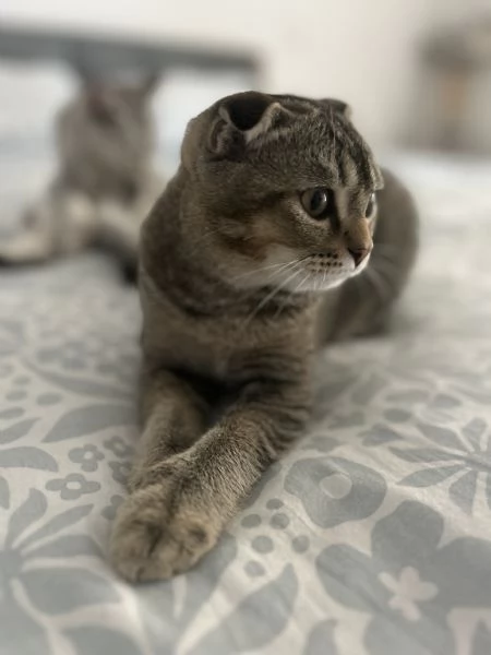 Scottish fold 
