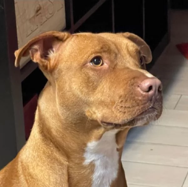 Regalo pitbull