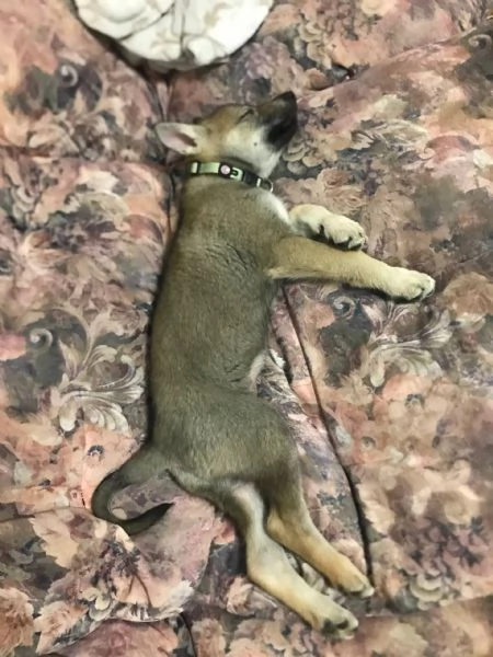 Cucciolo lupo cecoslovacco