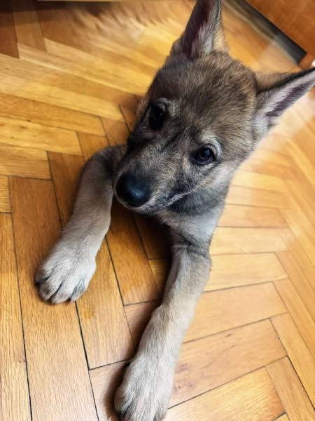 Cucciolo lupo cecoslovacco | Foto 1