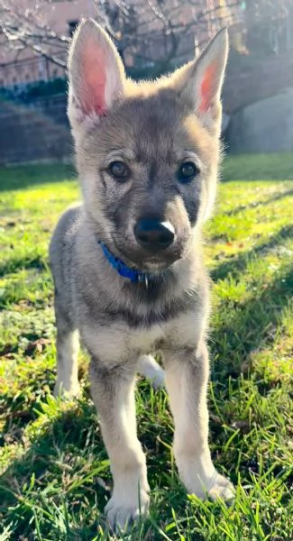 Cucciolo lupo cecoslovacco | Foto 0