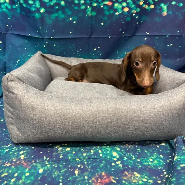  cucciolo di Bassotto cioccolato maschio | Foto 1