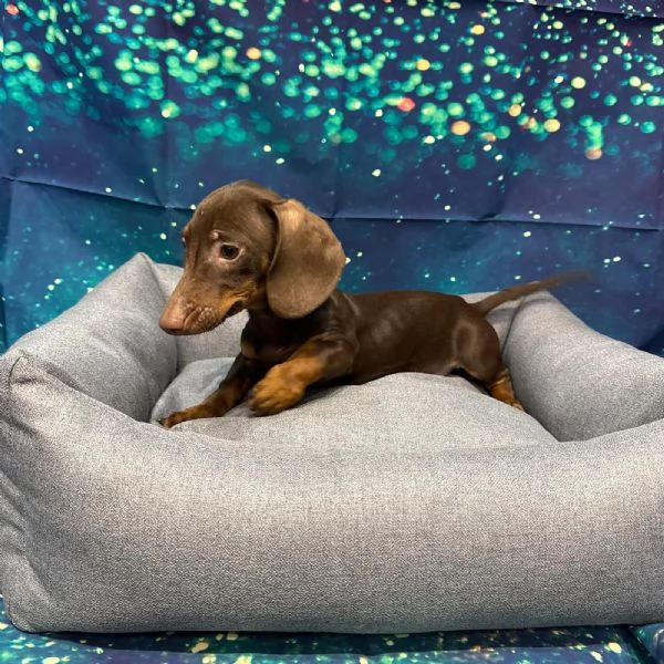  cucciolo di Bassotto cioccolato maschio | Foto 0