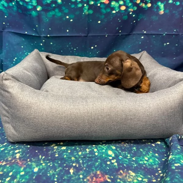  cucciolo di Bassotto cioccolato maschio