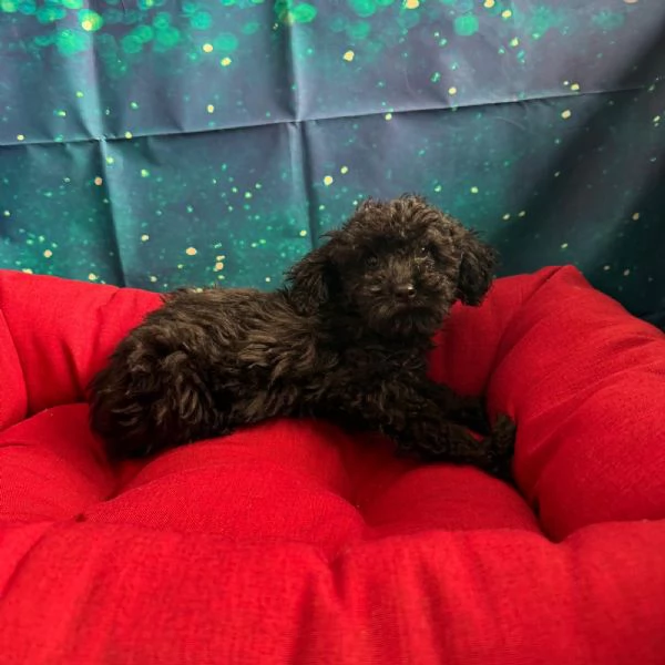 cucciola di Barboncino nero femmina | Foto 1