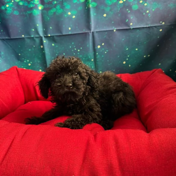 cucciola di Barboncino nero femmina | Foto 0