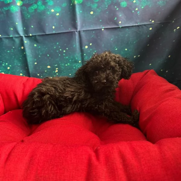 cucciola di Barboncino nero femmina