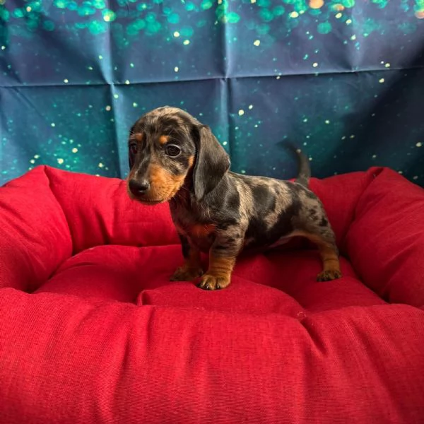  cucciola di Bassotto merle femmina 