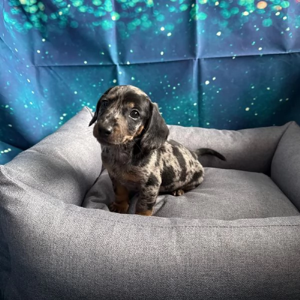cucciolo di Bassotto merle maschio