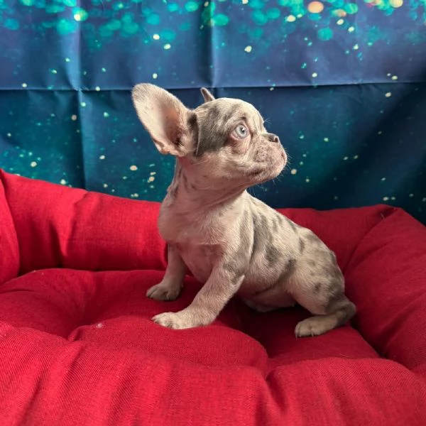 cucciola di Bouledogue Francese lilac merle femmina  | Foto 2