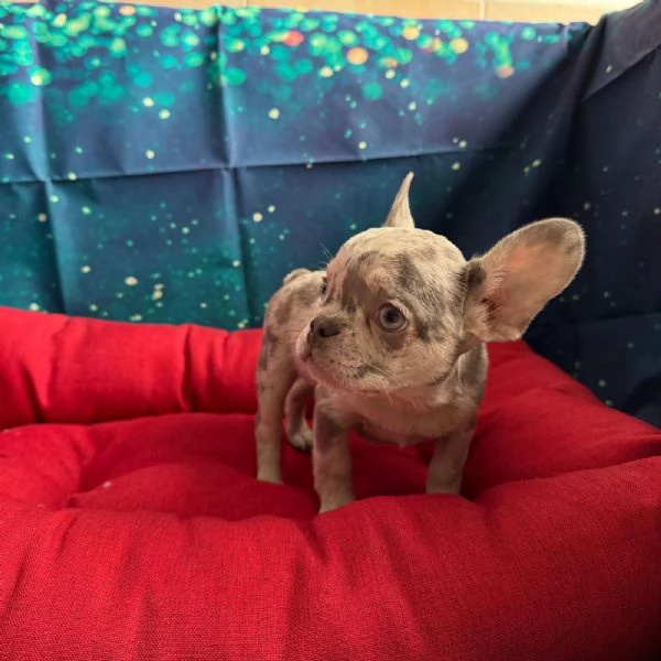cucciola di Bouledogue Francese lilac merle femmina  | Foto 1