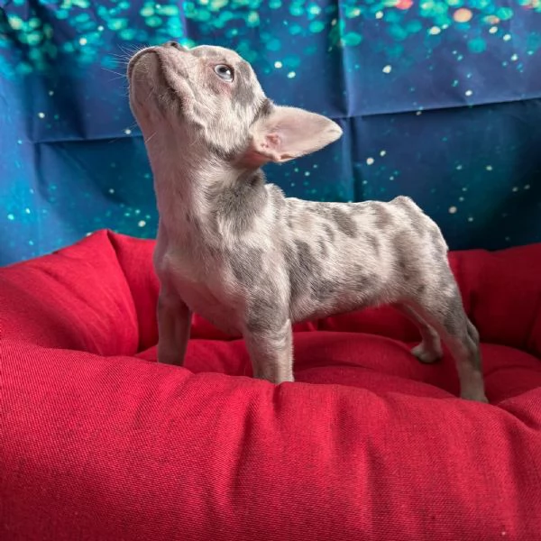 cucciola di Bouledogue Francese lilac merle femmina  | Foto 0