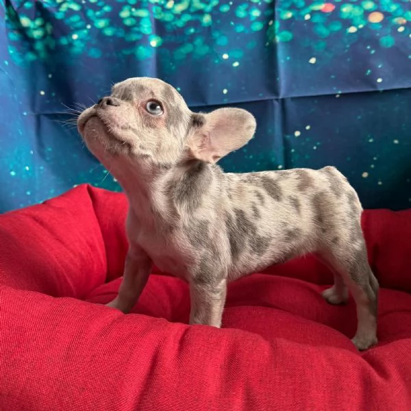cucciola di Bouledogue Francese lilac merle femmina 