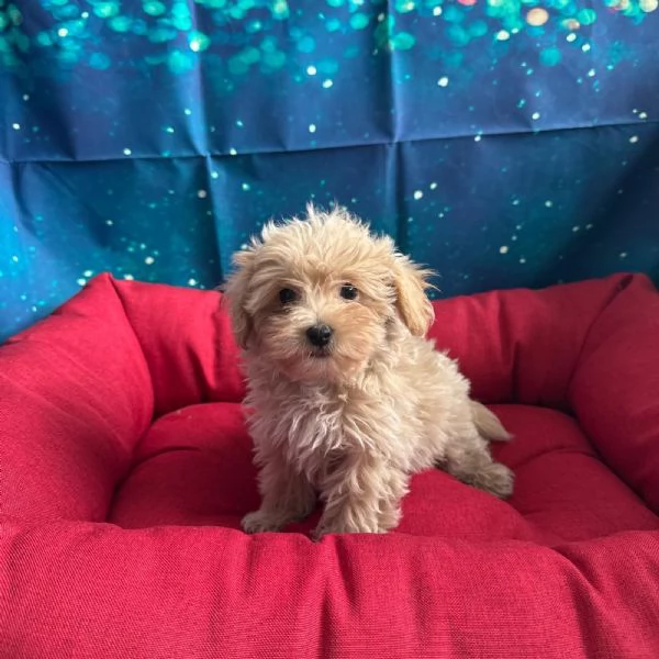 cucciola di Maltipoo albicocca femmina | Foto 2