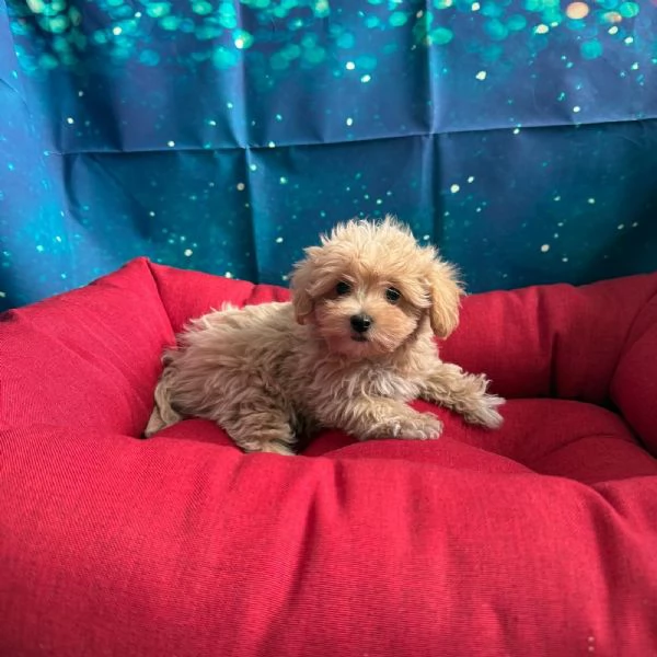 cucciola di Maltipoo albicocca femmina | Foto 1