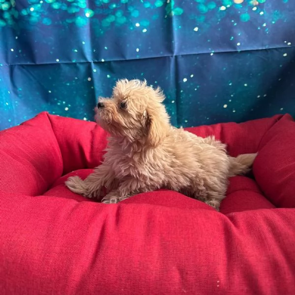 cucciola di Maltipoo albicocca femmina | Foto 0