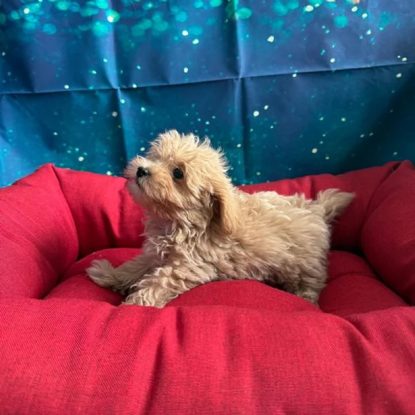 cucciola di Maltipoo albicocca femmina