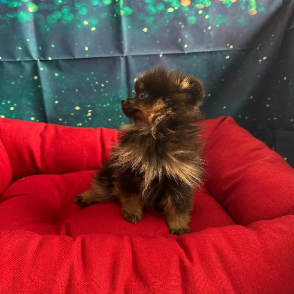 cucciola di Volpino di Pomerania nero focato femmina | Foto 2