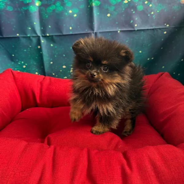 cucciola di Volpino di Pomerania nero focato femmina | Foto 1