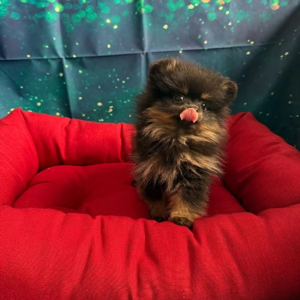 cucciola di Volpino di Pomerania nero focato femmina | Foto 0