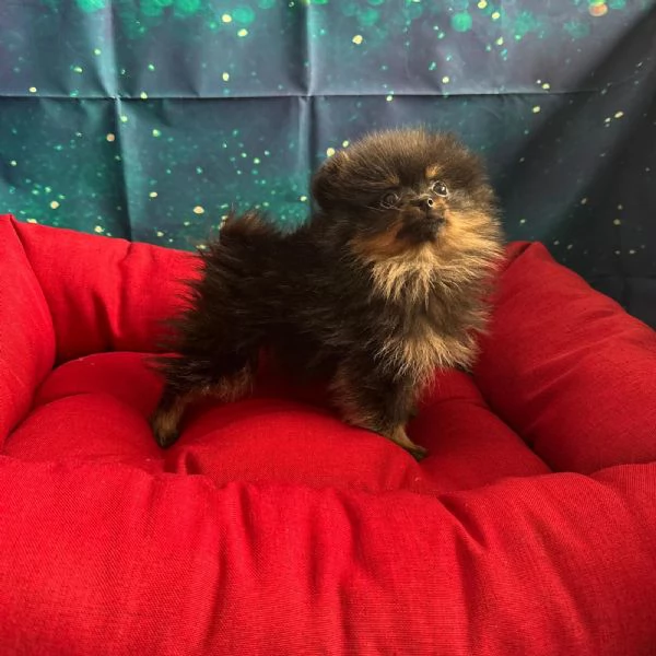 cucciola di Volpino di Pomerania nero focato femmina