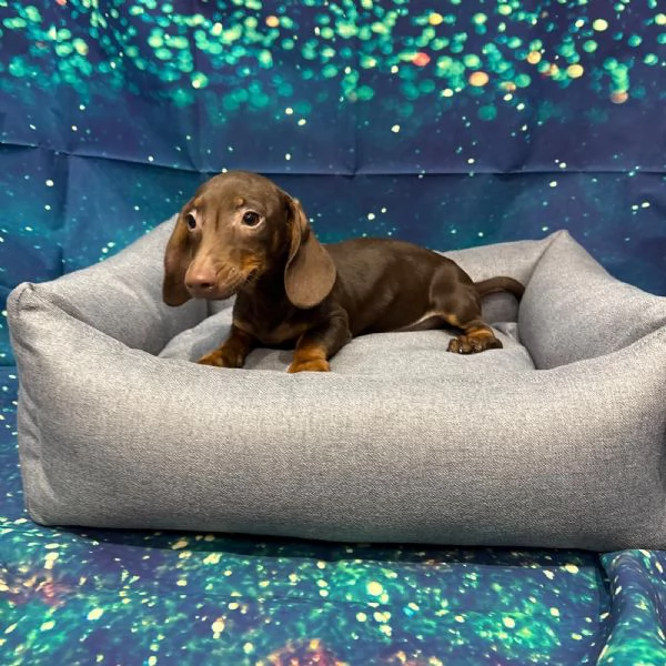 cucciolo di Bassotto cioccolato maschio | Foto 0