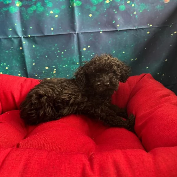 cucciola di Barboncino nero femmina  | Foto 1