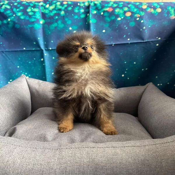 cucciolo di Volpino di pomerania nero focato maschio | Foto 2