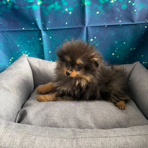 cucciolo di Volpino di pomerania nero focato maschio